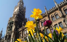 Yellow and purple tulips in front of the New Town Hall in Munich.