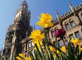 Gelbe und violette Tulpen vor dem Neuen Rathaus in München.